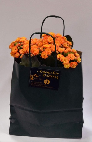 Καλανχόη σε Διακοσμητική Τσάντα Φυτά Τιμή 8€