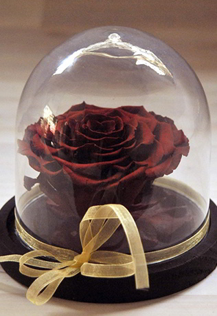 Forever Roses “Bonita Red” - Beauty and the Beast