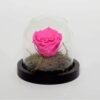Forever rose “Fuchsia“