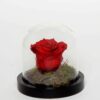Διατηρημένα τριαντάφυλλα “Red velvet“